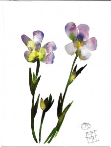 fiori flowers acquerello watercolors stella ehinar (3) 